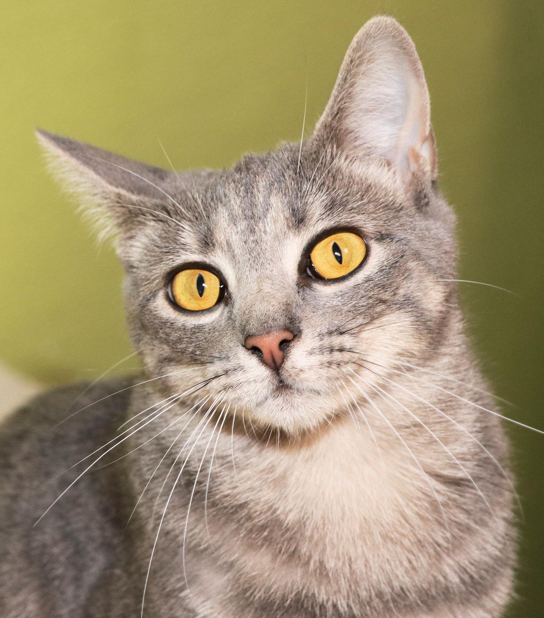 Monica, Adopted, Kitten Female Domestic Short Hair.