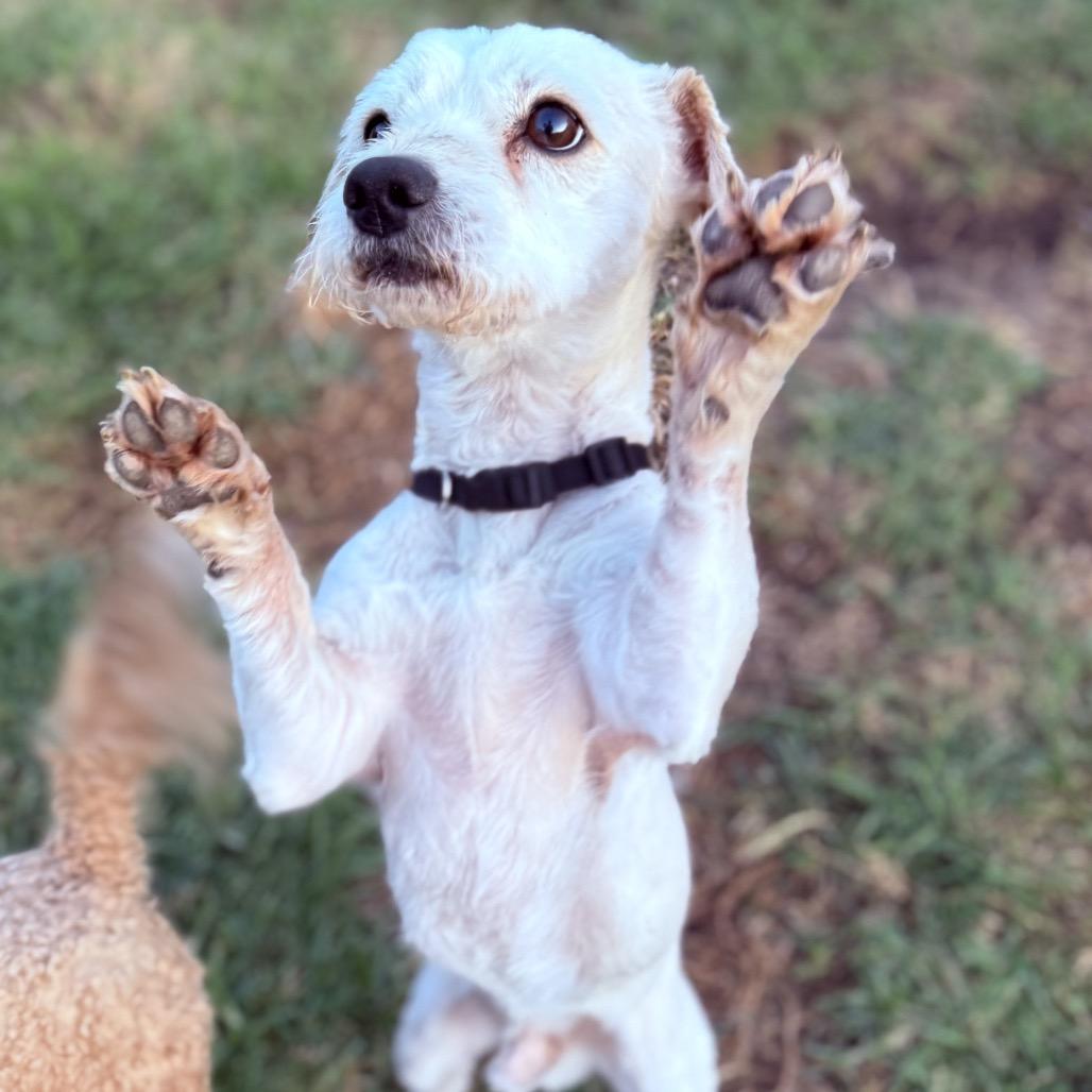 Benny, a Adoptable mixed breed in Long Beach, CA image 1/5
