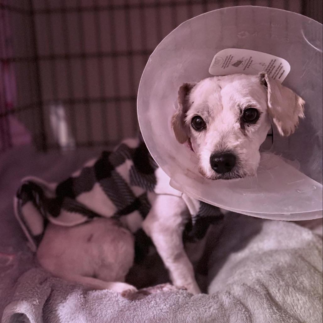 Benny, a Adoptable mixed breed in Long Beach, CA image 3/5