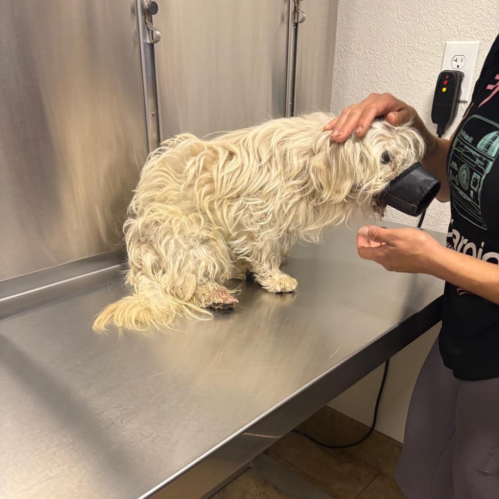 Benny, a Adoptable mixed breed in Long Beach, CA image 4/5