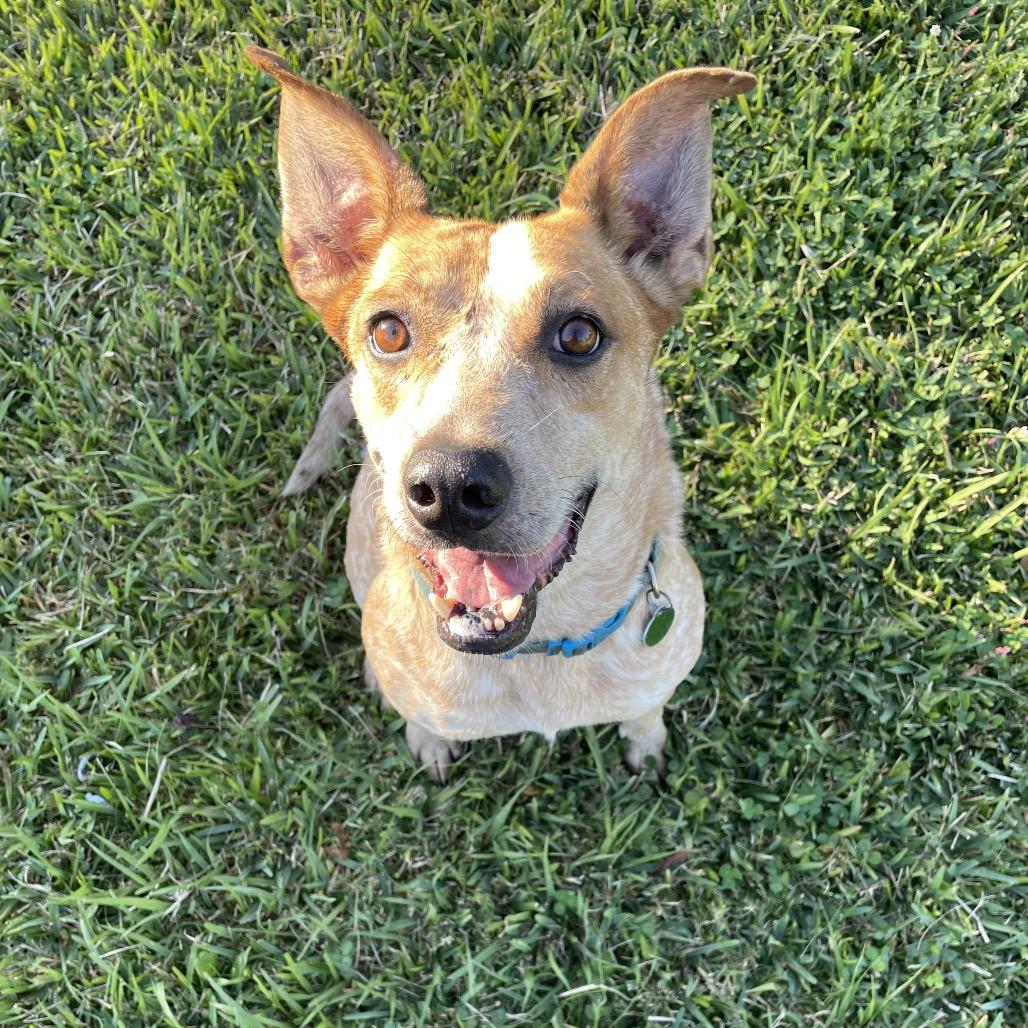 Bandit, a Adoptable mixed breed in Waggaman, LA image 1/6
