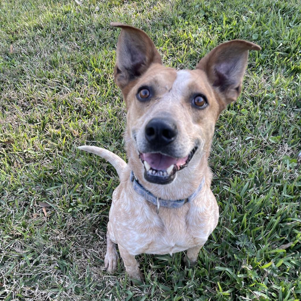 Bandit, a Adoptable mixed breed in Waggaman, LA image 3/6