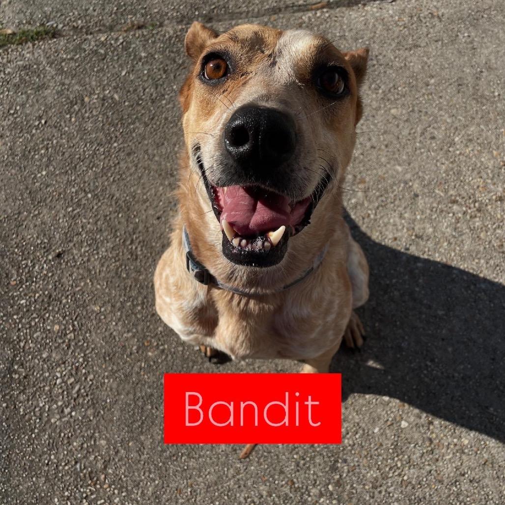 Bandit, a Adoptable mixed breed in Waggaman, LA image 4/6