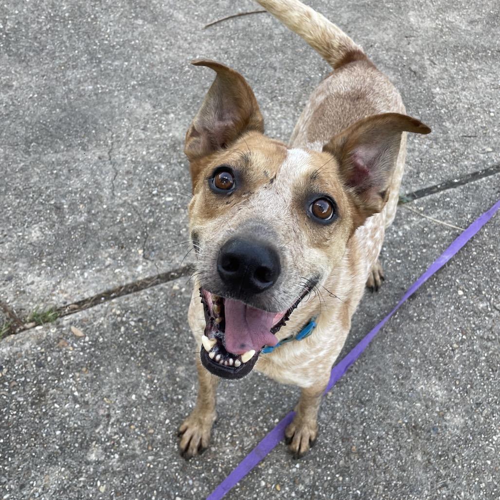 Bandit, a Adoptable mixed breed in Waggaman, LA image 4/6