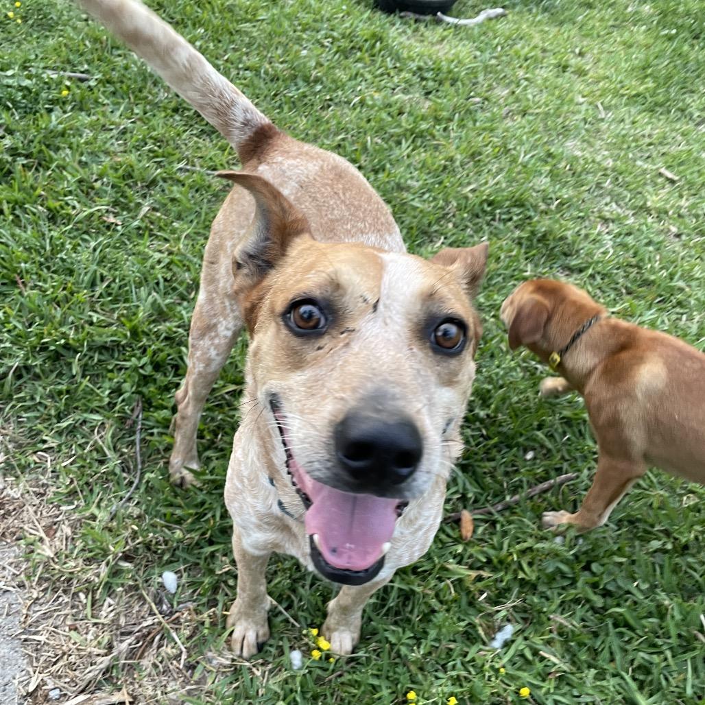 Bandit, a Adoptable mixed breed in Waggaman, LA image 5/6