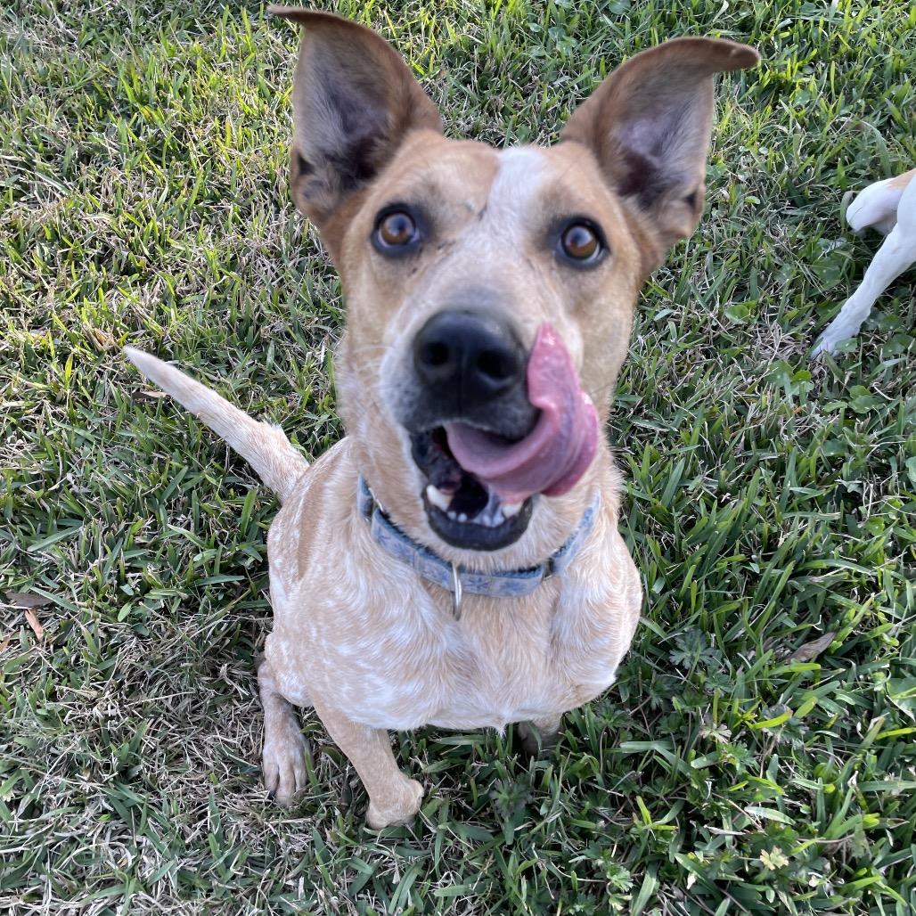 Bandit, a Adoptable mixed breed in Waggaman, LA image 6/6