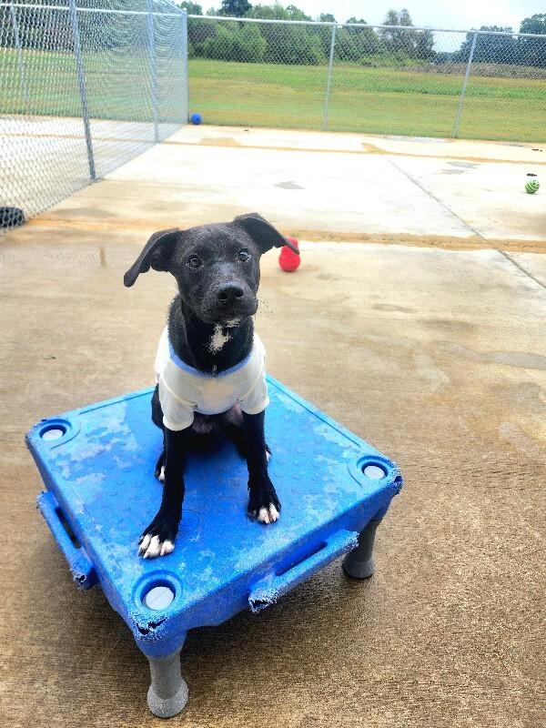 Enlarge Whopper, a Adoptable Mixed Breed in Jackson, TN image 1/6