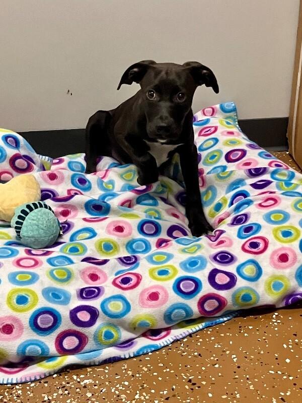 Enlarge Whopper, a Adoptable Mixed Breed in Jackson, TN image 2/6