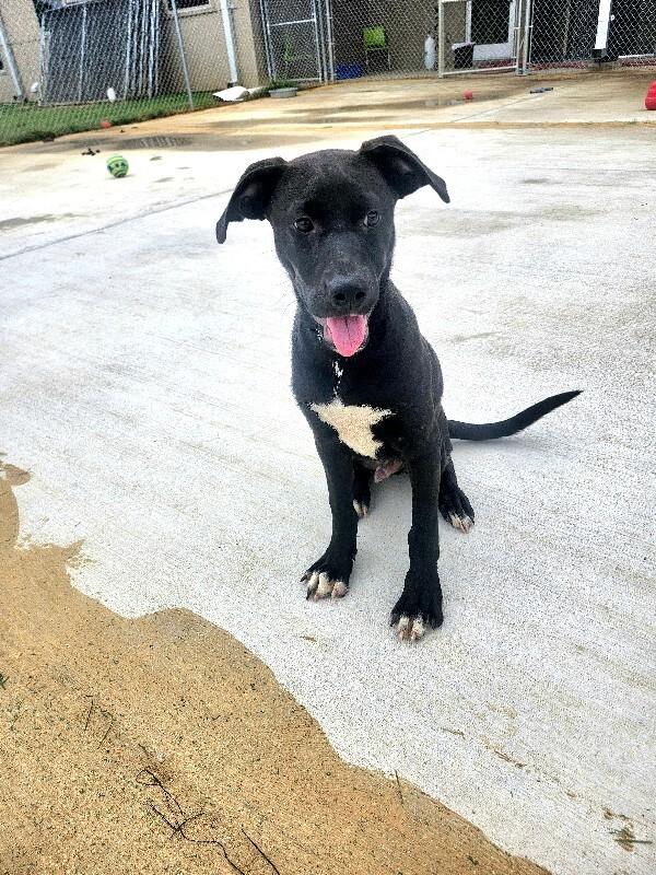 Enlarge Whopper, a Adoptable Mixed Breed in Jackson, TN image 3/6