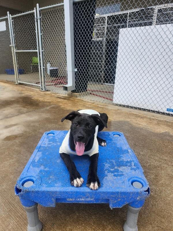 Enlarge Whopper, a Adoptable Mixed Breed in Jackson, TN image 4/6