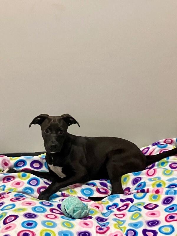 Enlarge Whopper, a Adoptable Mixed Breed in Jackson, TN image 5/6
