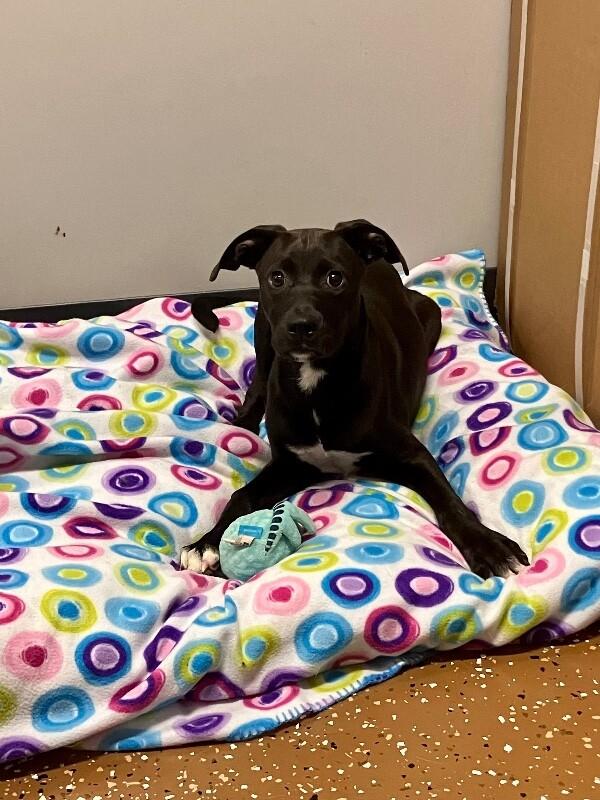 Enlarge Whopper, a Adoptable Mixed Breed in Jackson, TN image 6/6