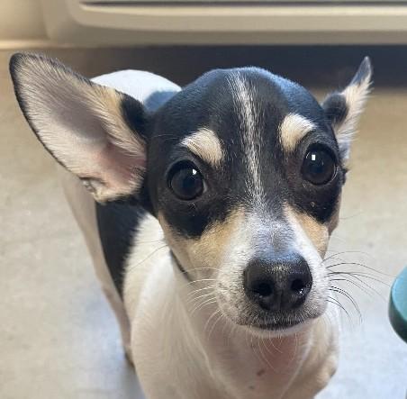 Sunny and Jade, ADOPTABLE, Puppy Male Chihuahua.