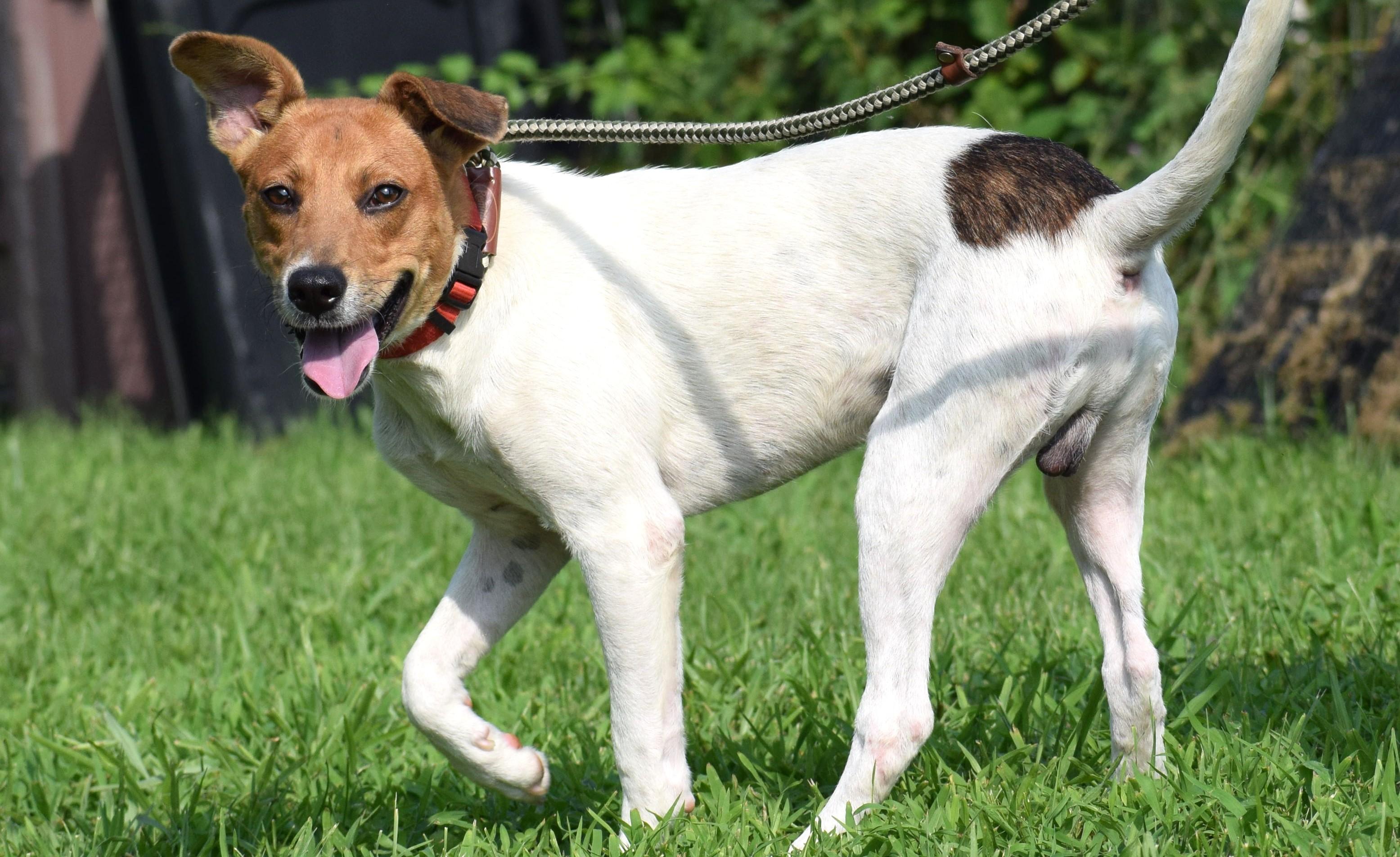Enlarge Bosco-Available www.lhar.dog to apply, a Adoptable mixed breed in Frederick, MD image 6/6