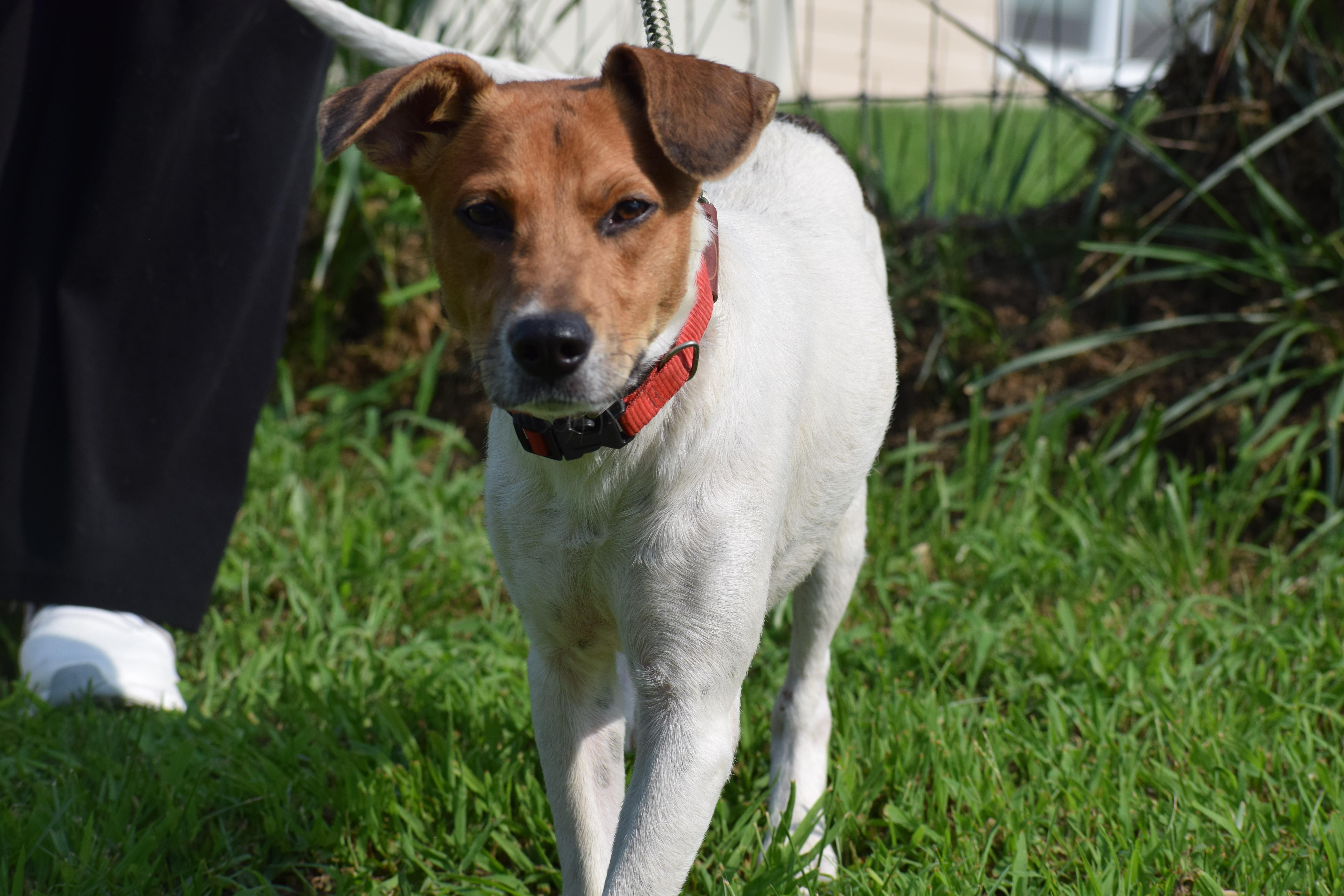 Enlarge Bosco-Available www.lhar.dog to apply, a Adoptable mixed breed in Frederick, MD image 5/6