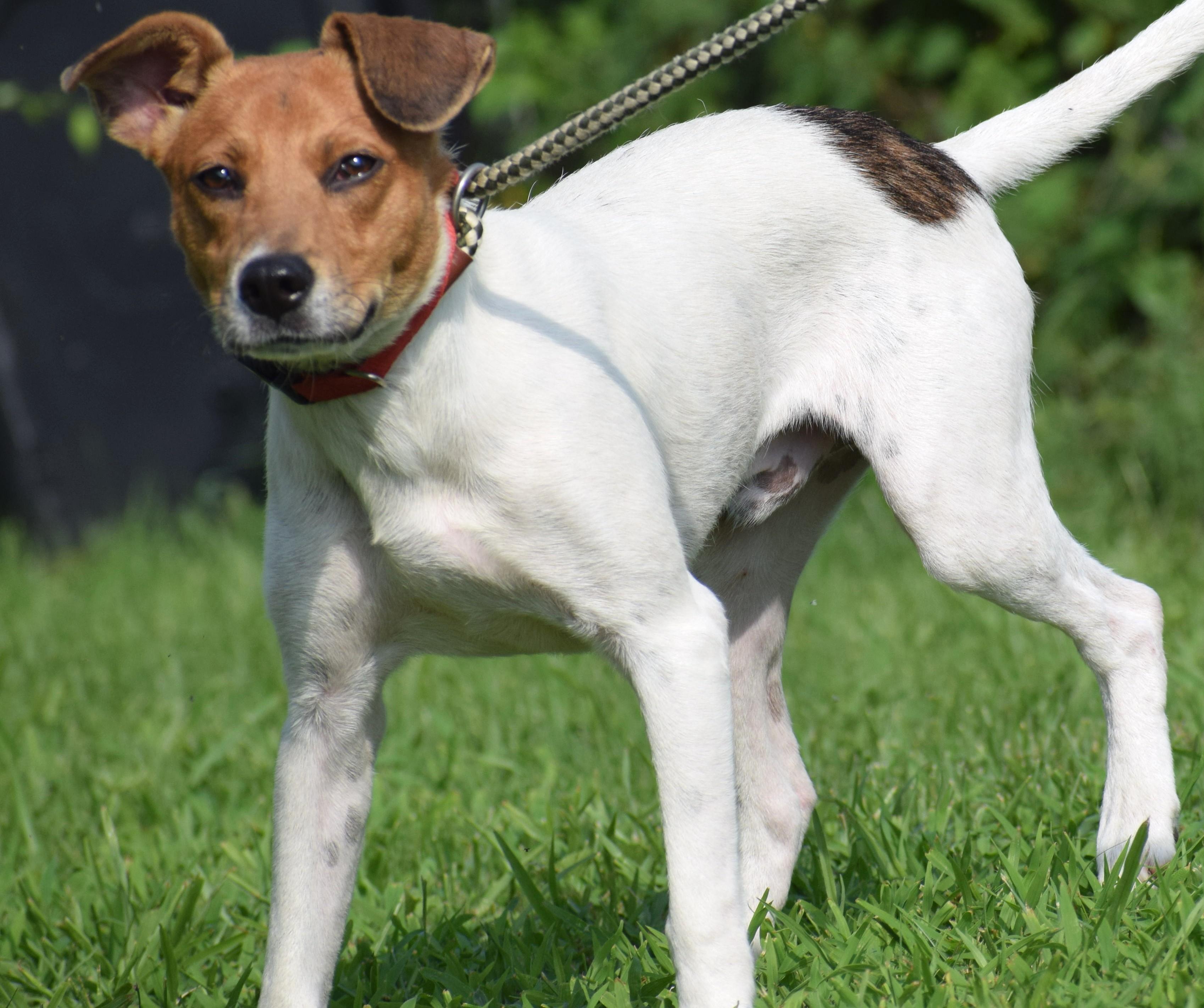 Enlarge Bosco-Available www.lhar.dog to apply, a Adoptable mixed breed in Frederick, MD image 4/6