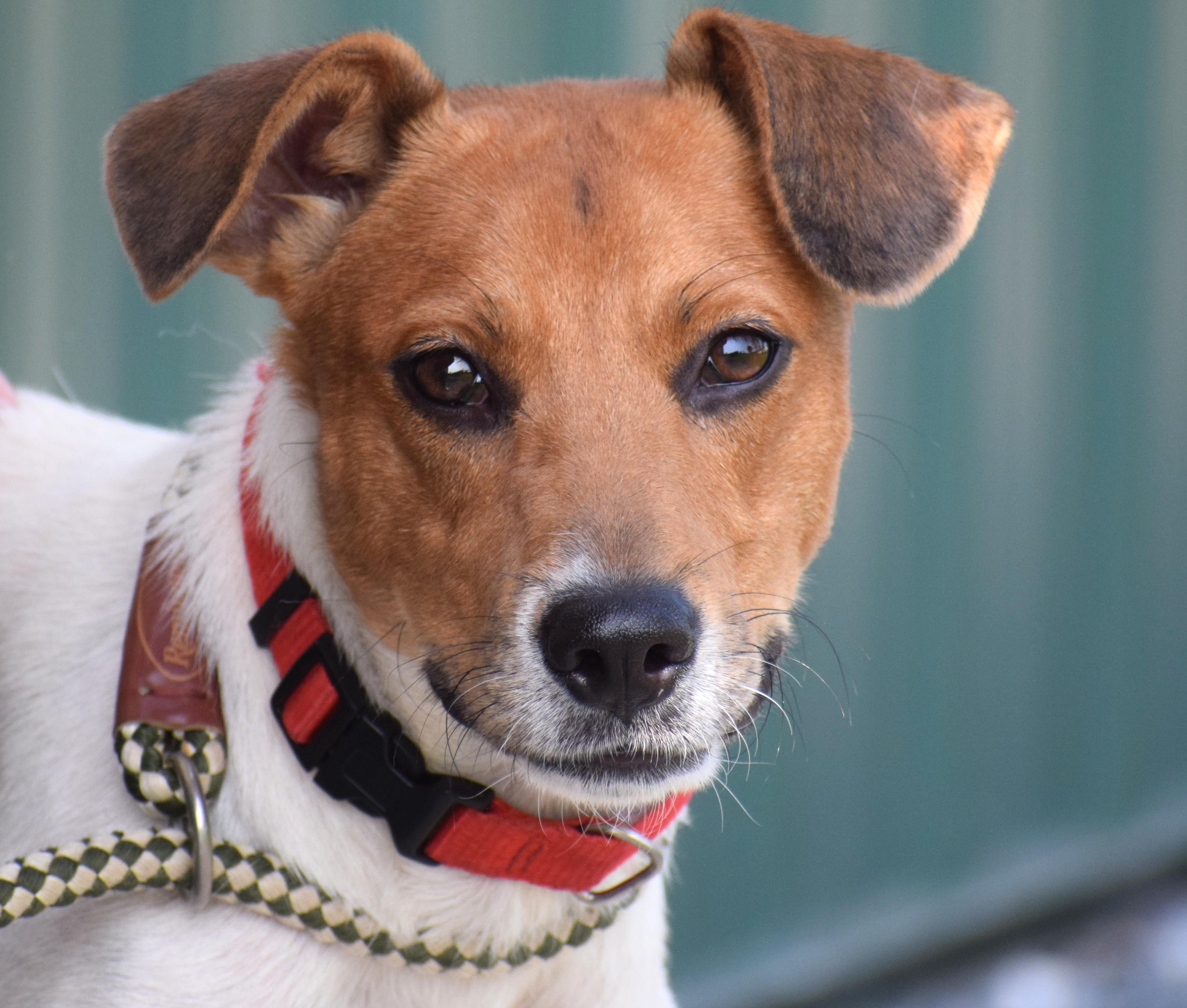 Enlarge Bosco-Available www.lhar.dog to apply, a Adoptable mixed breed in Frederick, MD image 2/6