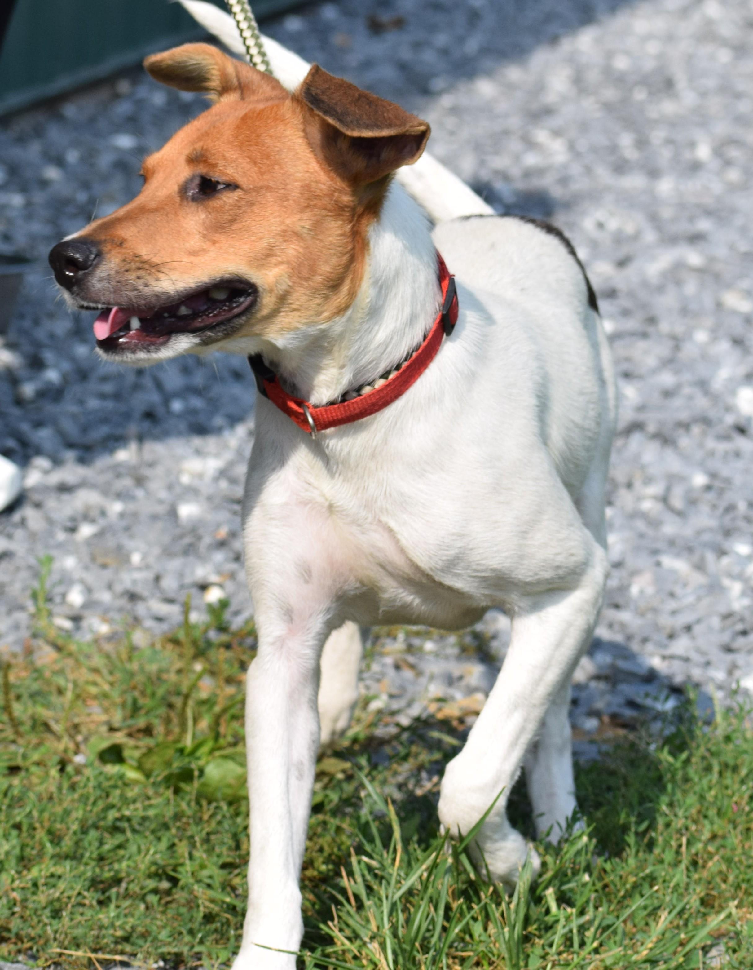 Enlarge Bosco-Available www.lhar.dog to apply, a Adoptable mixed breed in Frederick, MD image 3/6