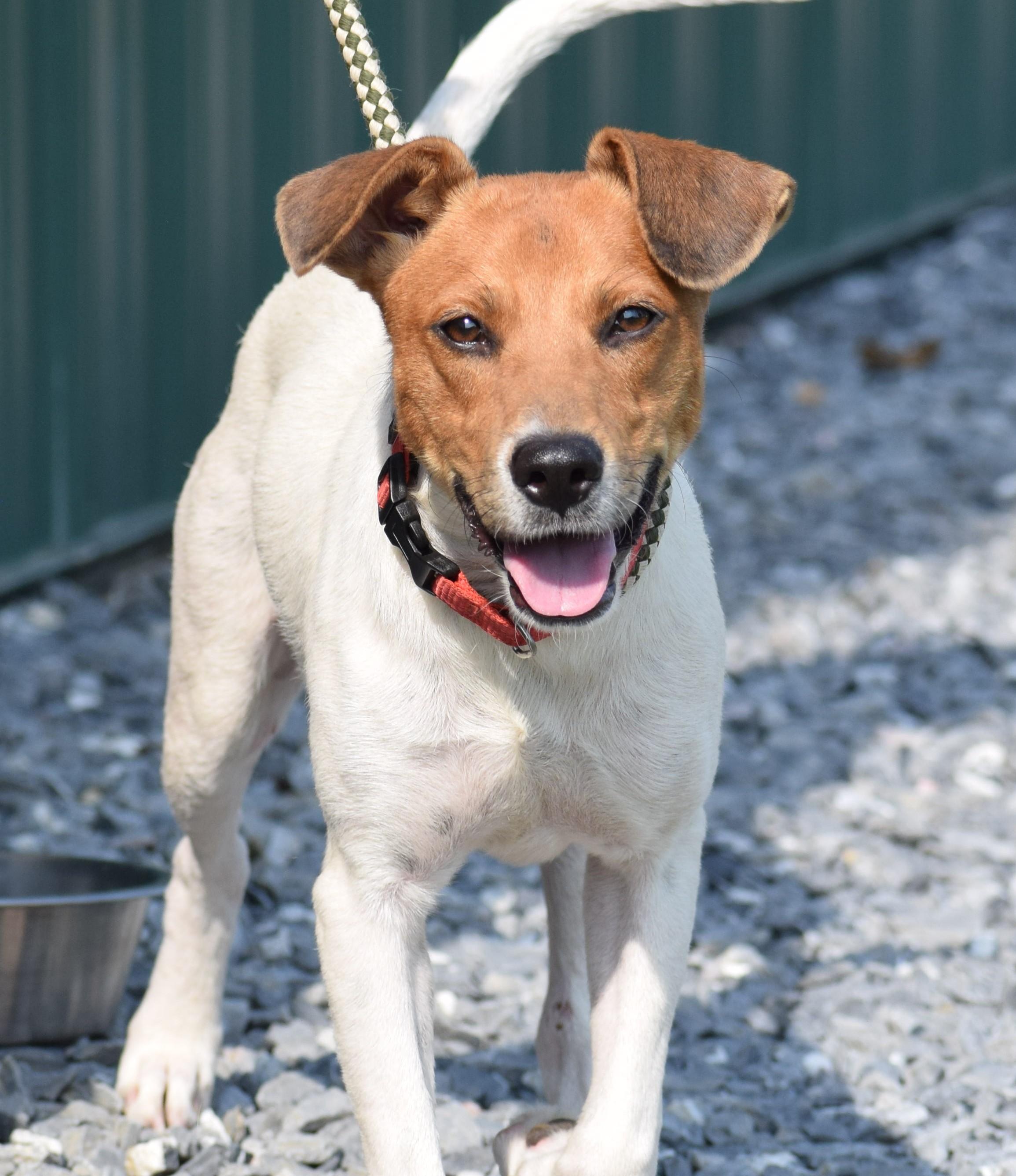 Bosco-Available www.lhar.dog to apply, Adoptable, Puppy Male Jack Russell Terrier & Beagle.