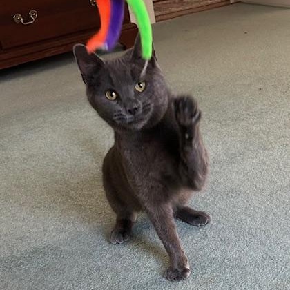 Iris, an adoptable Domestic Short Hair in Richmond, VA image 2/2
