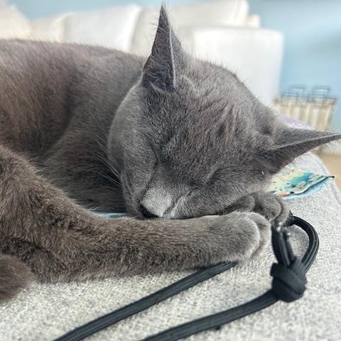 Iris, an adoptable Domestic Short Hair in Richmond, VA image 1/2