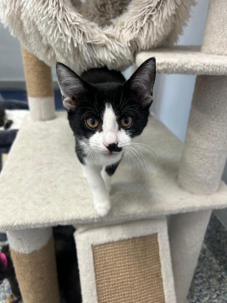 Skunk, Adoptable, Kitten Female Domestic Short Hair.