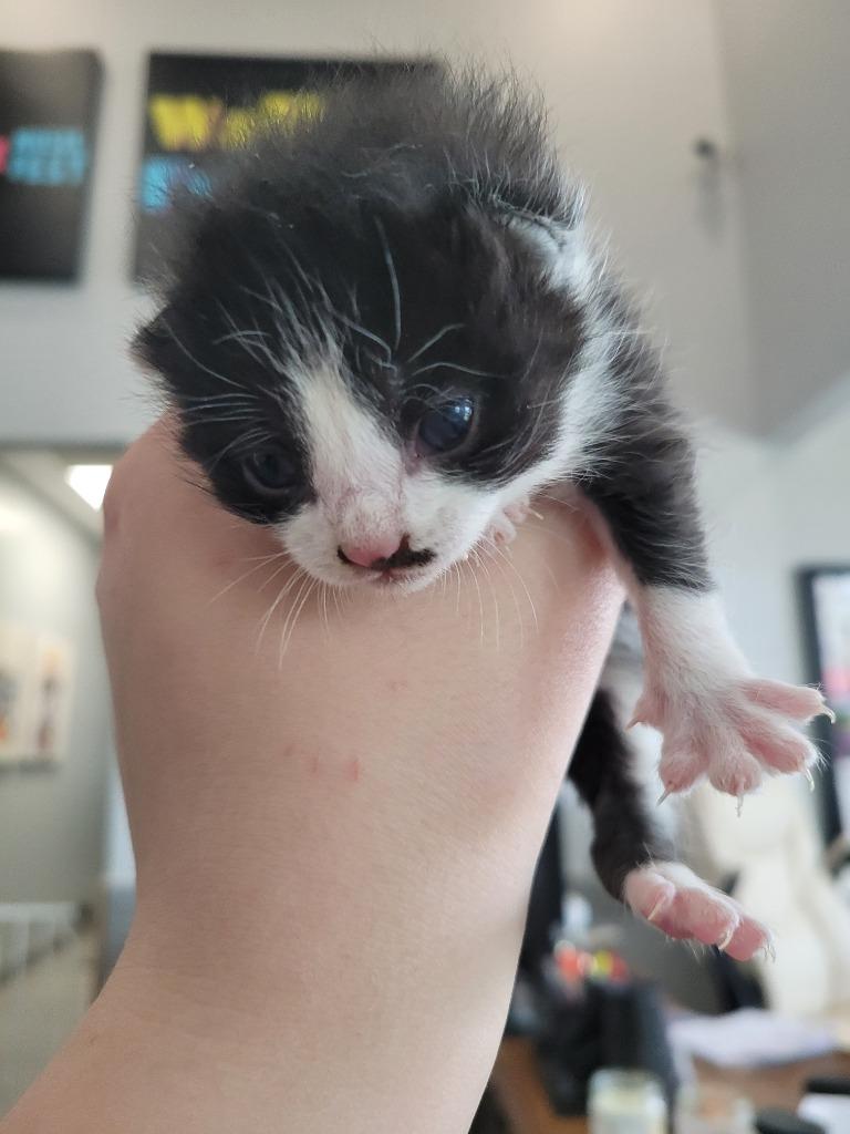 Enlarge Skunk, a Adoptable mixed breed in Angola, IN image 2/2