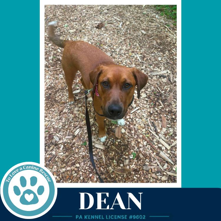 Enlarge Dean 032126, a Adoptable mixed breed in Kimberton, PA image 1/6
