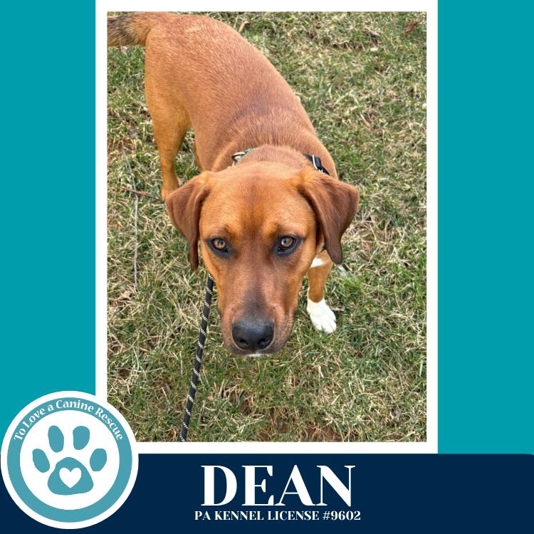Enlarge Dean 032126, a Adoptable mixed breed in Kimberton, PA image 2/6