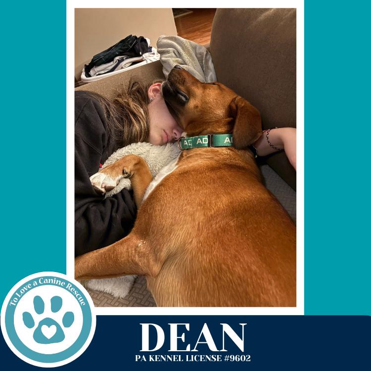 Enlarge Dean 032126, a Adoptable mixed breed in Kimberton, PA image 3/6