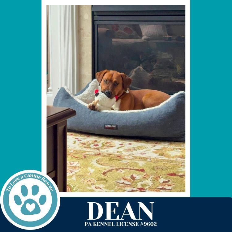 Enlarge Dean 032126, a Adoptable mixed breed in Kimberton, PA image 4/6