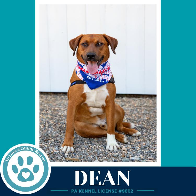 Enlarge Dean 032126, a Adoptable mixed breed in Kimberton, PA image 5/6