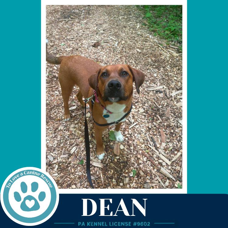 Enlarge Dean 032126, a Adoptable mixed breed in Kimberton, PA image 6/6