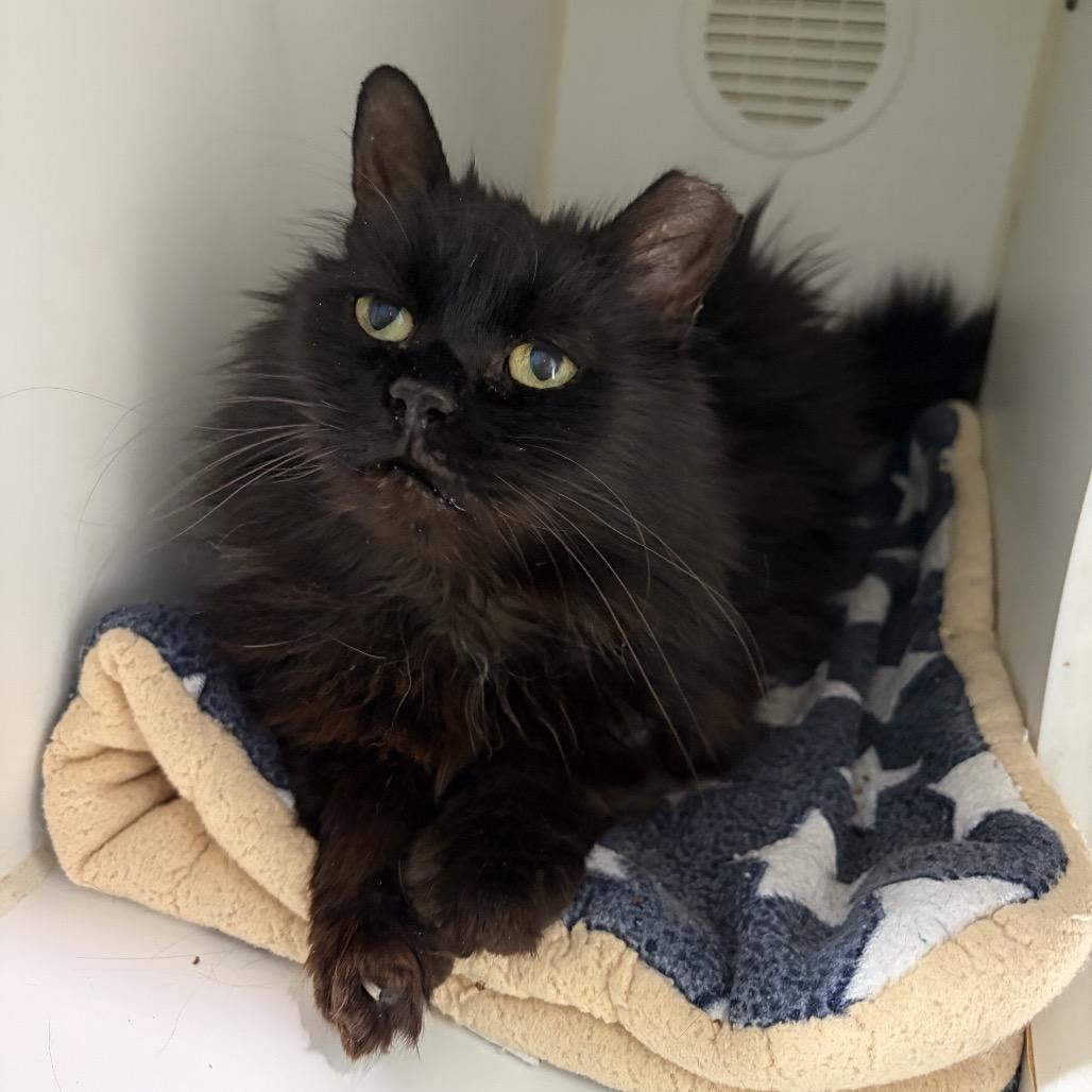 Enlarge Onyx, a Adoptable Domestic Long Hair in Oyster Bay, NY image 1/2