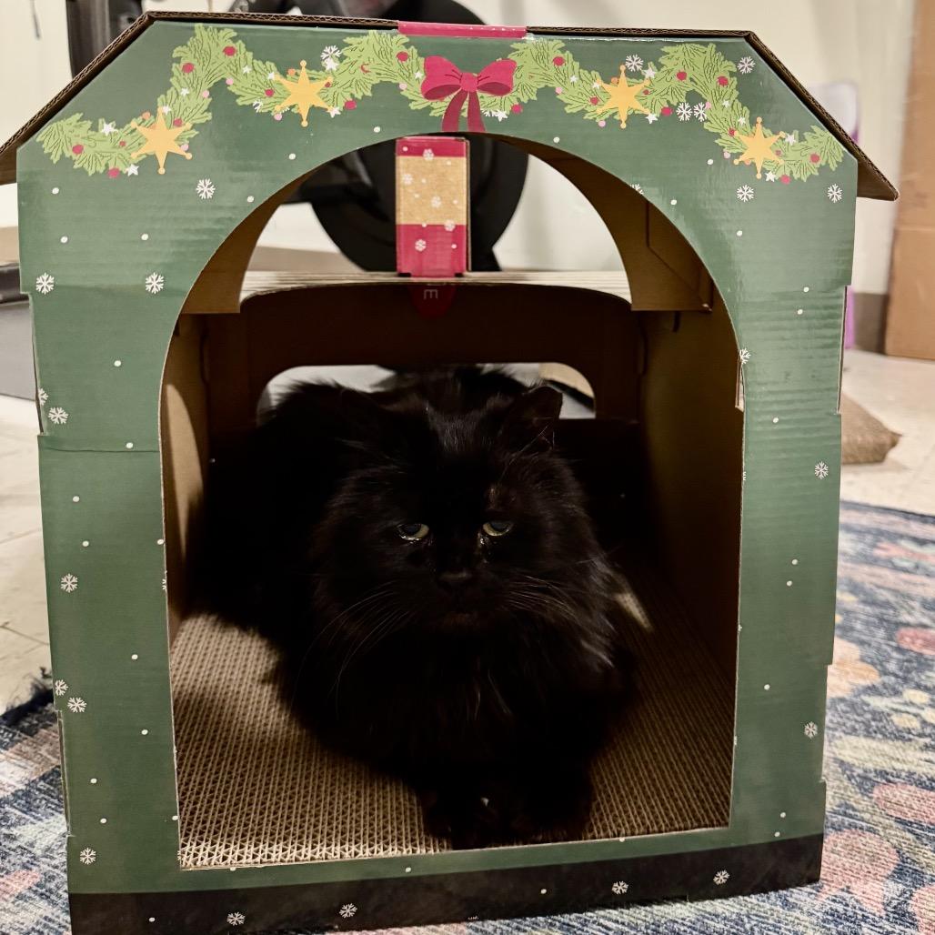 Enlarge Onyx, a Adoptable Domestic Long Hair in Oyster Bay, NY image 2/2