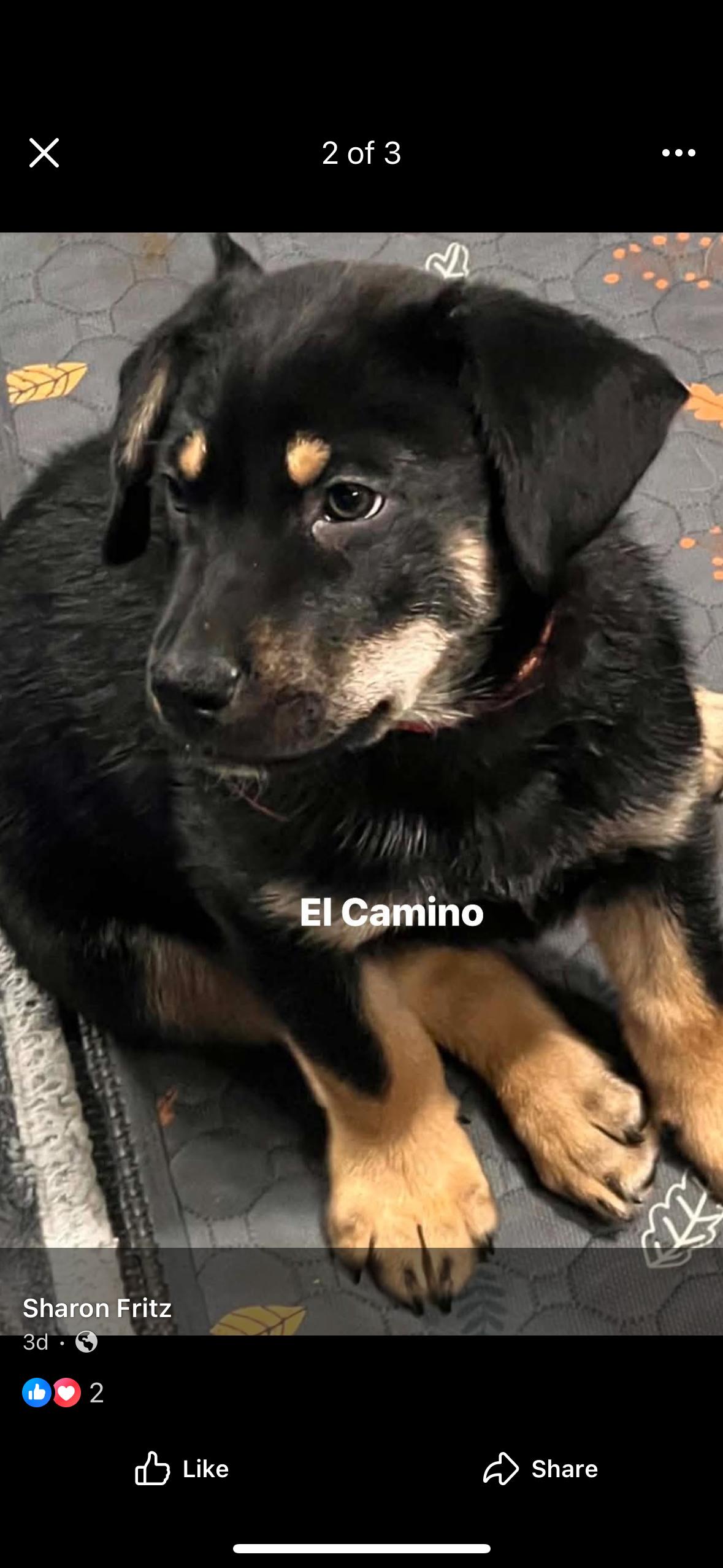 Enlarge El Camino, a Adoptable Mixed Breed in Madison, VA image 1/1