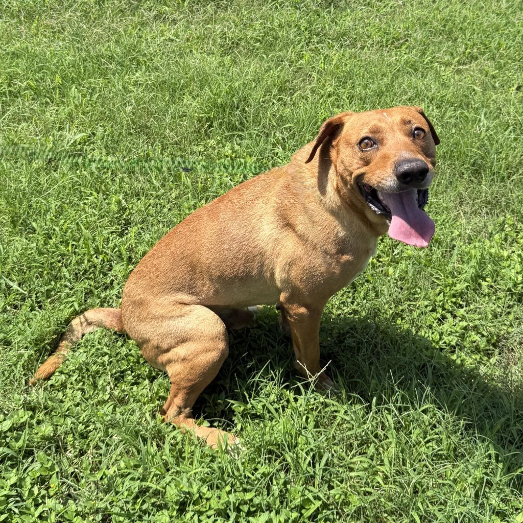 Enlarge Rascal, a Adoptable mixed breed in Brenham, TX image 2/6