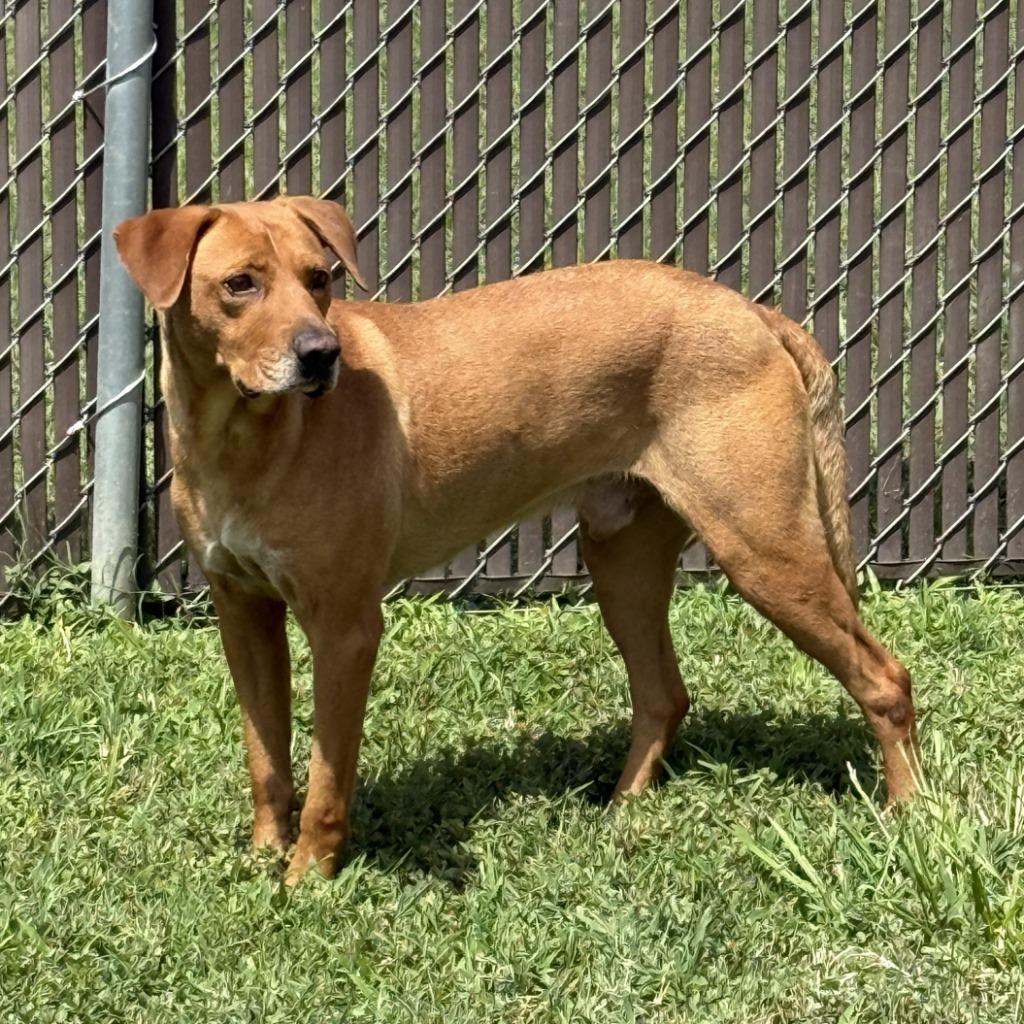 Rascal, a Adoptable mixed breed in Brenham, TX image 2/6