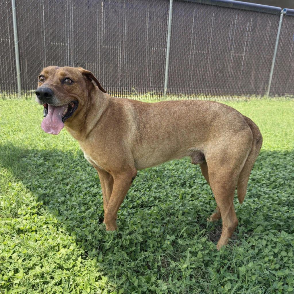 Enlarge Rascal, a Adoptable mixed breed in Brenham, TX image 3/6