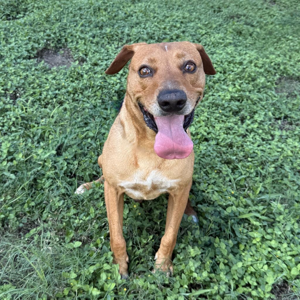 Enlarge Rascal, a Adoptable mixed breed in Brenham, TX image 4/6