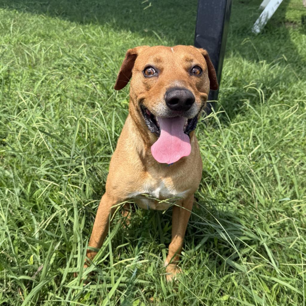 Rascal, a Adoptable mixed breed in Brenham, TX image 3/6