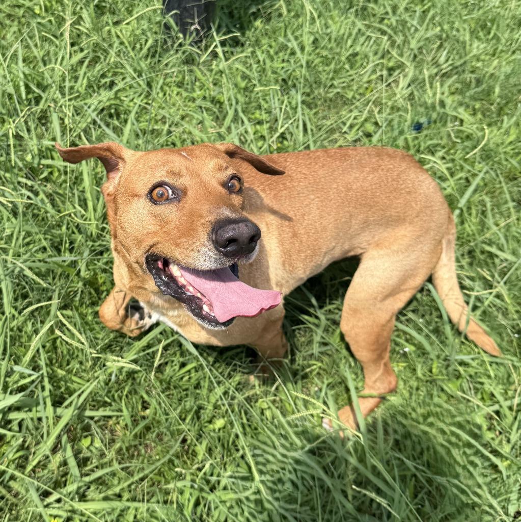 Enlarge Rascal, a Adoptable mixed breed in Brenham, TX image 5/6