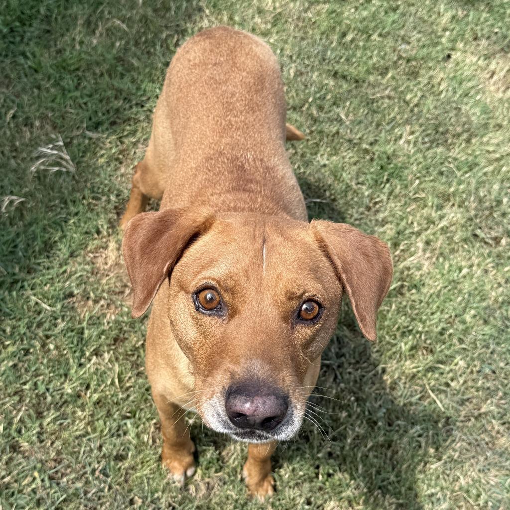 Rascal, a Adoptable mixed breed in Brenham, TX image 4/6