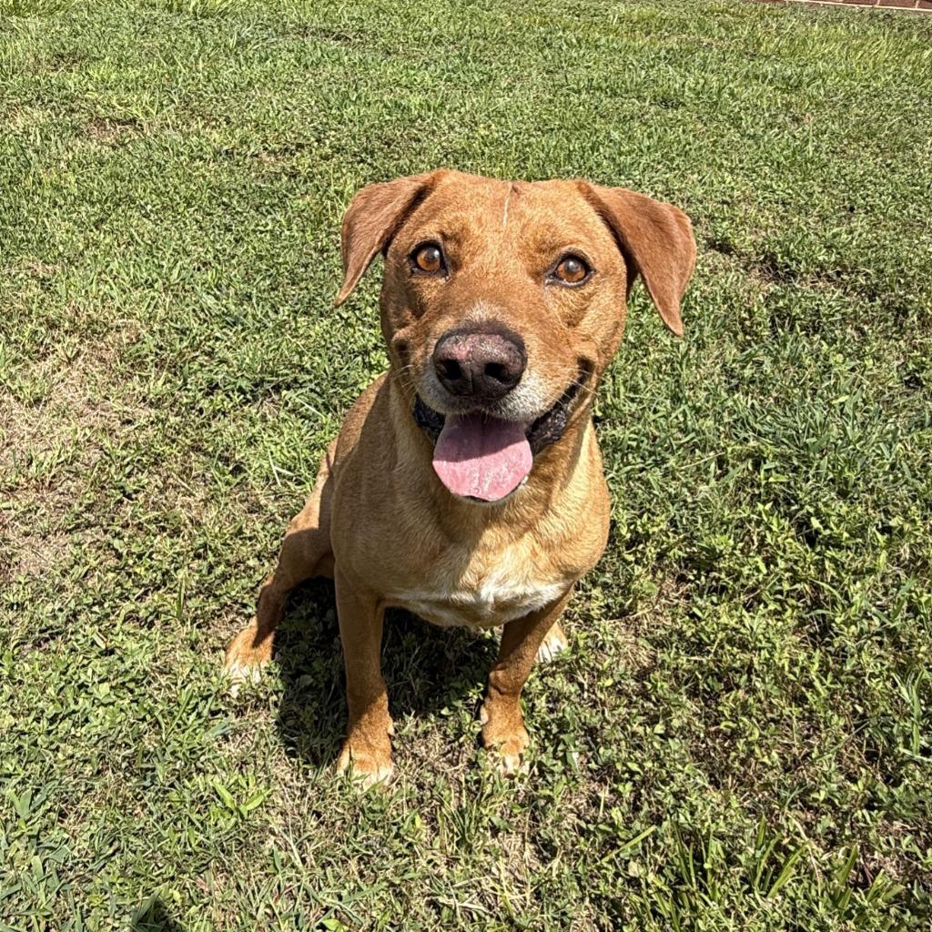 Rascal, a Adoptable mixed breed in Brenham, TX image 5/6