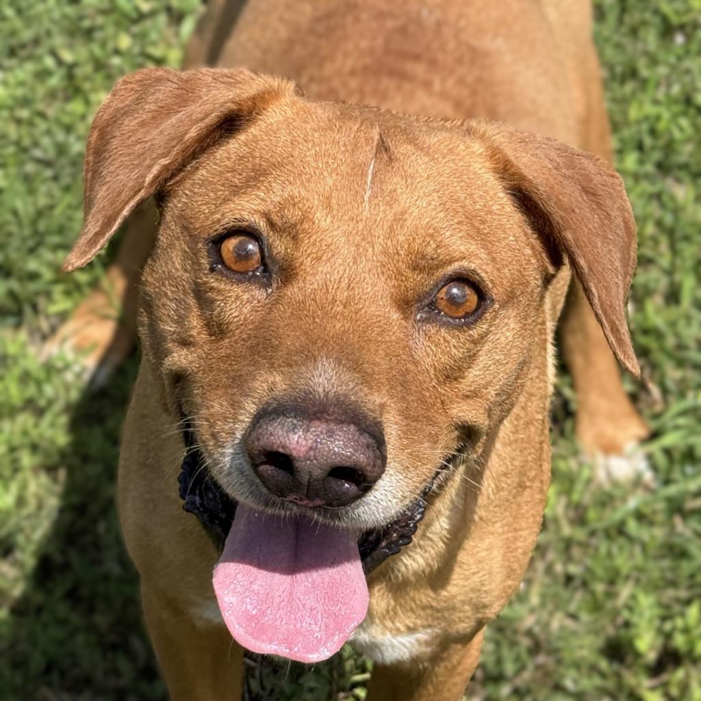 Rascal, Adoptable, Adult Male Mixed Breed.