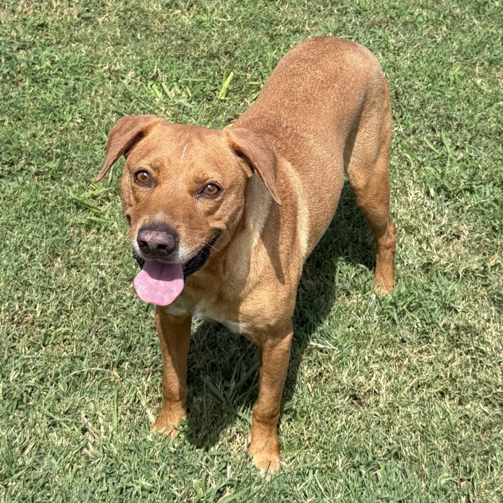 Rascal, a Adoptable mixed breed in Brenham, TX image 6/6