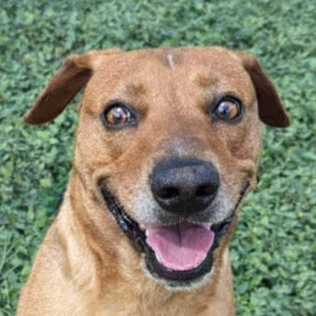 Rascal, Adoptable, Adult Male Mixed Breed.