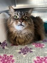 Lucifer, Adoptable, Adult Male Domestic Long Hair.