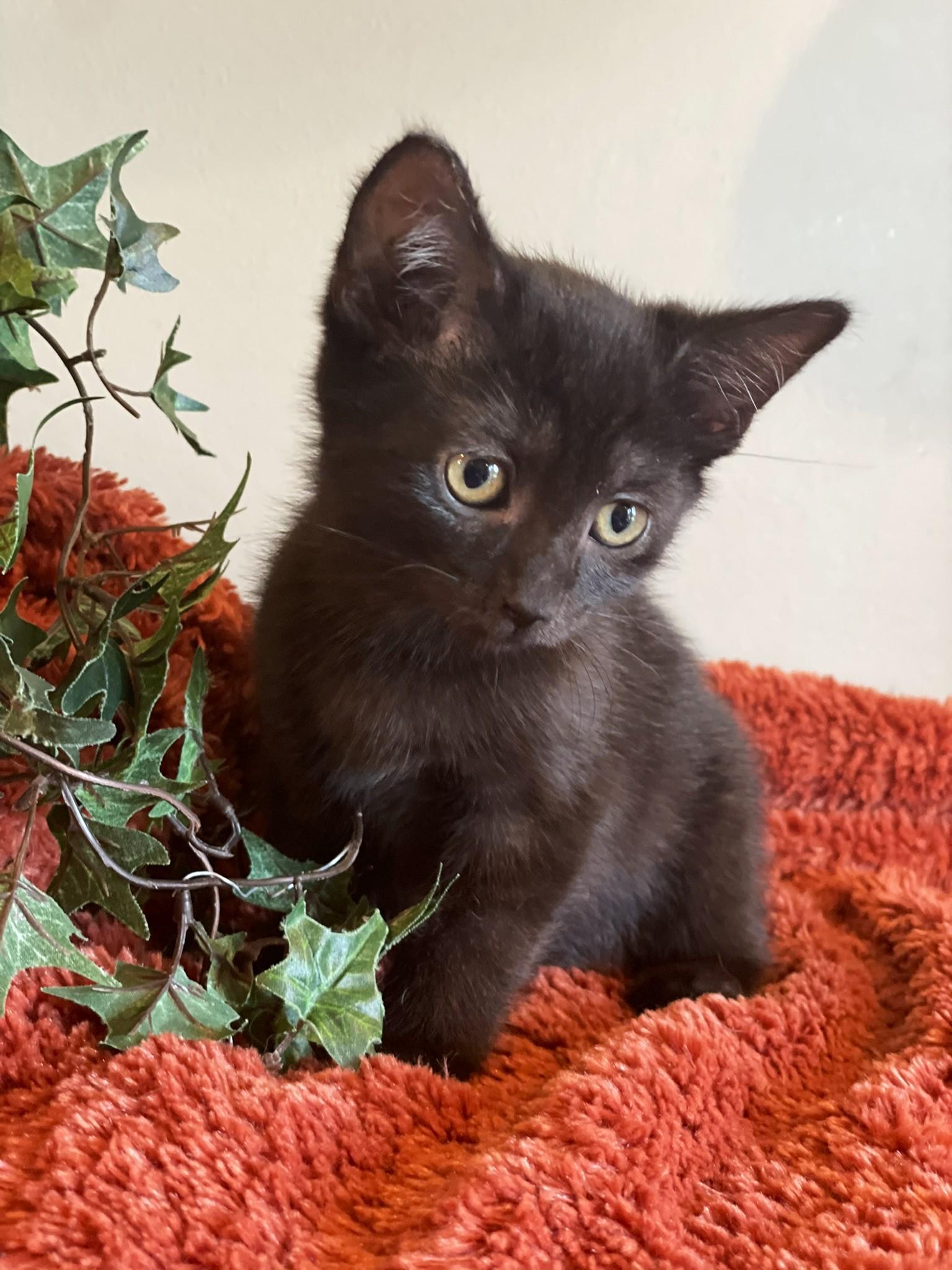 Val, a Adoptable Domestic Short Hair in Taylor, MI image 2/6