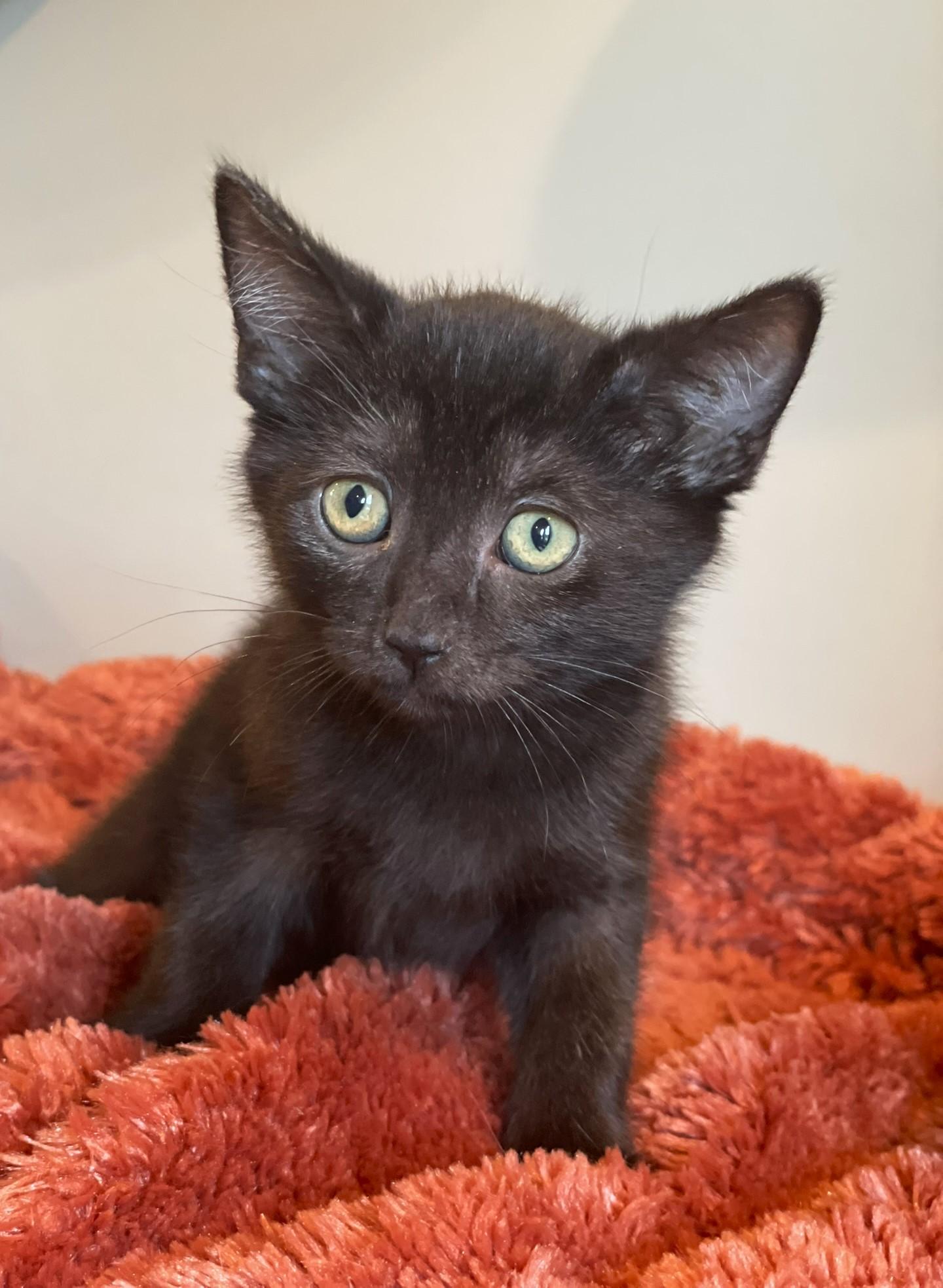 Val, a Adoptable Domestic Short Hair in Taylor, MI image 5/6